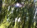 Climbing the willow tree. (click to zoom)