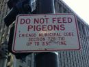 Do not feed the pigeons. (click to zoom)