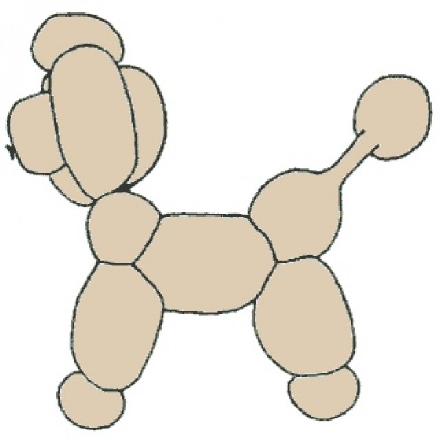 Dog, Poodle