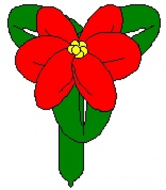 Flower, Poinsetta