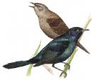 Blackbird (click to zoom)