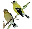 Finch (click to zoom)