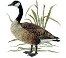 Goose (click to zoom)