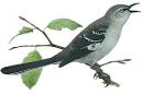 Mockingbird (click to zoom)