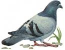Pigeon (click to zoom)
