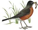 Robin (click to zoom)