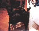 1990.01.01: Trash & Lola cats. (click to zoom)