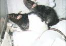 1998.11.17: Magdah & Lillith rats. (click to zoom)